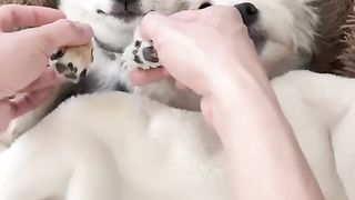 狗狗们的沉浸式口腔护理.