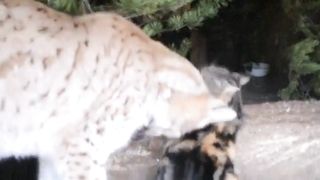 Cat broke into Lynx's cage, and now they're best friends..????