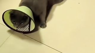 animals funnyvideos fyp #cat