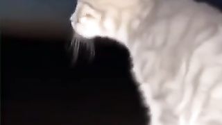 القط