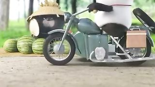Funny videos