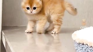 Gatinhos