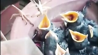 الأم
