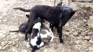 Cute puppy moments ???? mama dog feeling puppies ????
