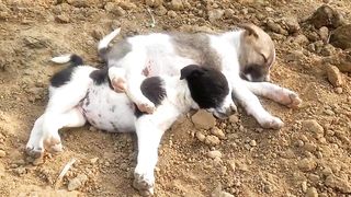 Two cute puppies ???? taking sun Bath