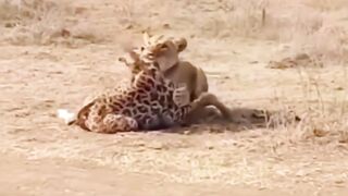 Mother Love