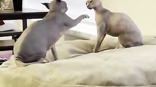 Funny cats fighting