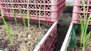 Grow garlic at home