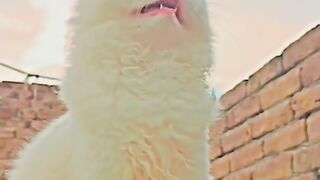 Cute cat