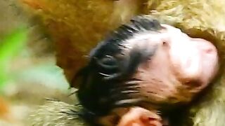Wild animals