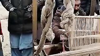 Gilgit dasi worak