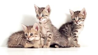 Different Beautiful Cats