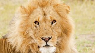 Wild animals