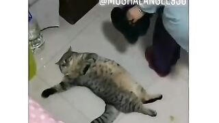 Jis din ammi safai kar Rahi hon funny cats