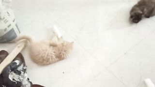 Cats playing with tharmapole funny videos