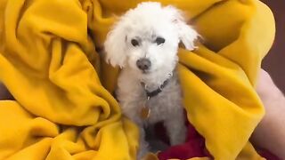 Dog Playing 1