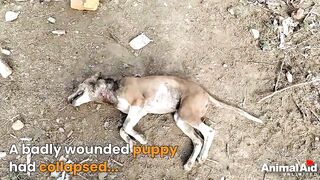 Injured dog ????
