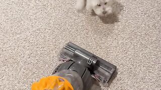 Dog Playing 3