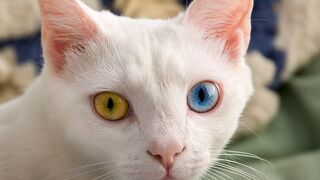 Cats fight angry ???? sound Cat fight