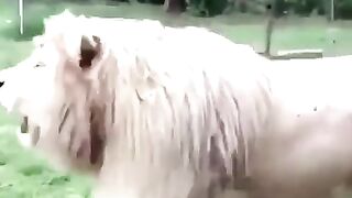Funny lion