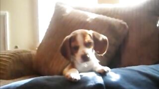 Funny cute dog