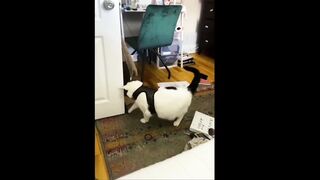 Funny animal videos 2022, cute cats,cat family.