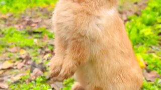 Cute rabbit || funny video _ funny animals