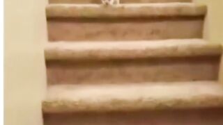Funny dog