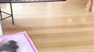 Funny Cat Video.