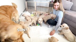 Beby dog funny video