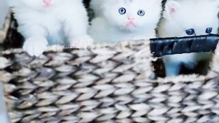 So Cute and Innocent
