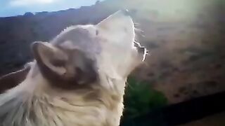 Wolf animal