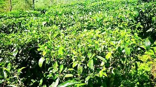 Natire tea estate