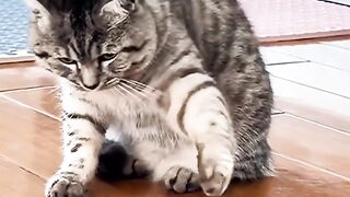 The____voice __cat__funn