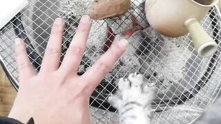 Cat Enjoy In Winter Season