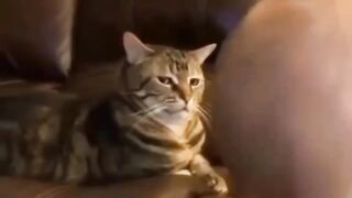 Funny cat