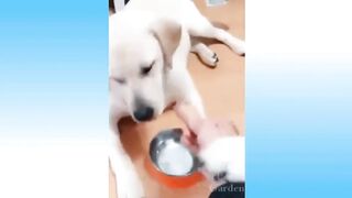 Funny cats Funny animals l Raja007 l