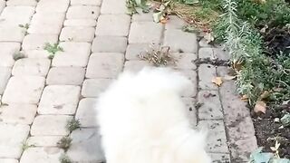 White puppy