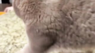 Cute cat with playing and some funs #catfun catplay