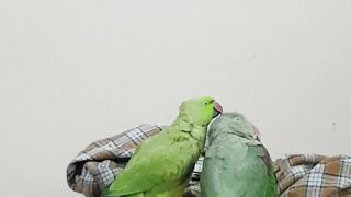 Parrots making love