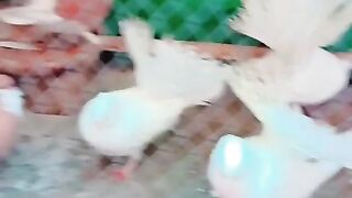 I love my birds