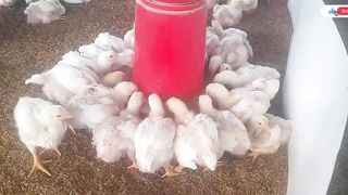 Beautiful chicks video