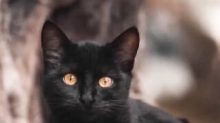 المحسود لايستطيع قرآءة هذه السورة إستمع لماذا