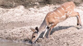 Nature Wildlife