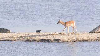 Nature Wildlife