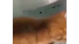 طهي القط