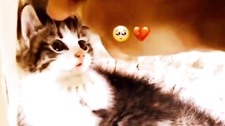 cat lover
