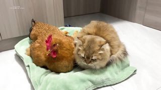 The kitten was surprised!