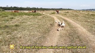 Stunned????❗️Brave kittens beat a herd of cows like lions????!Take mother duck and duckling on a trip????.