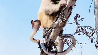 #Cobra naag #and monkey